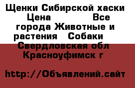 Щенки Сибирской хаски › Цена ­ 18 000 - Все города Животные и растения » Собаки   . Свердловская обл.,Красноуфимск г.